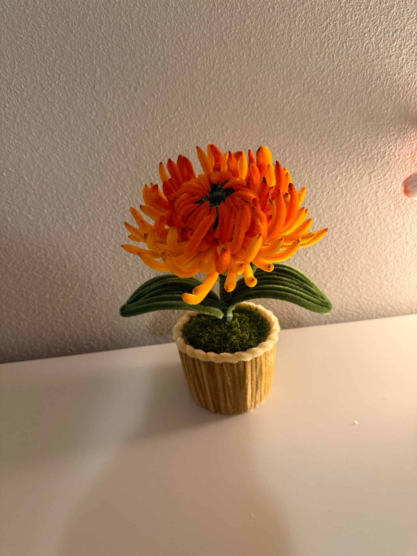Orange Chrysanthemum Mini Pot