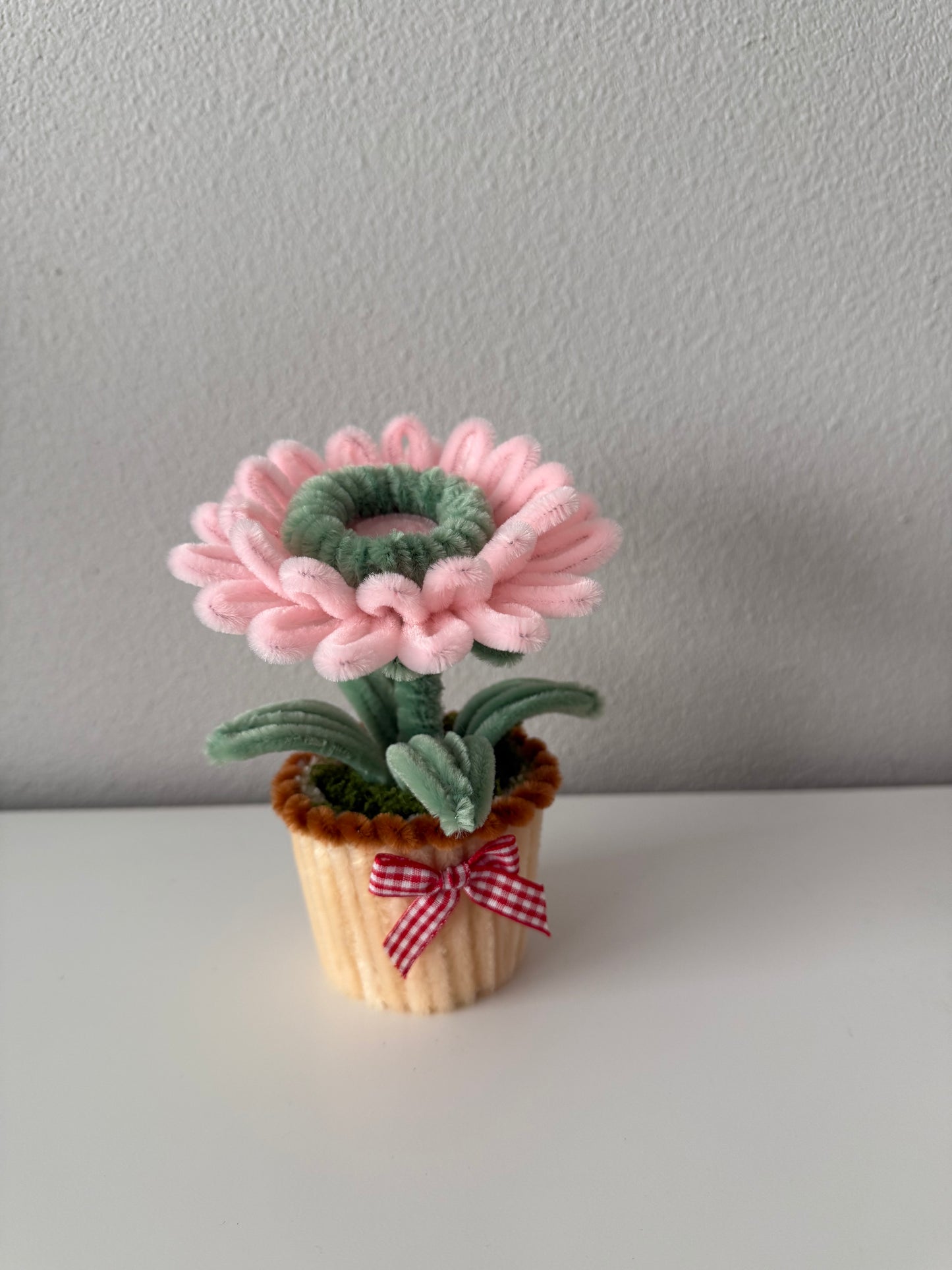 Mini Gerbera Daisy Pot