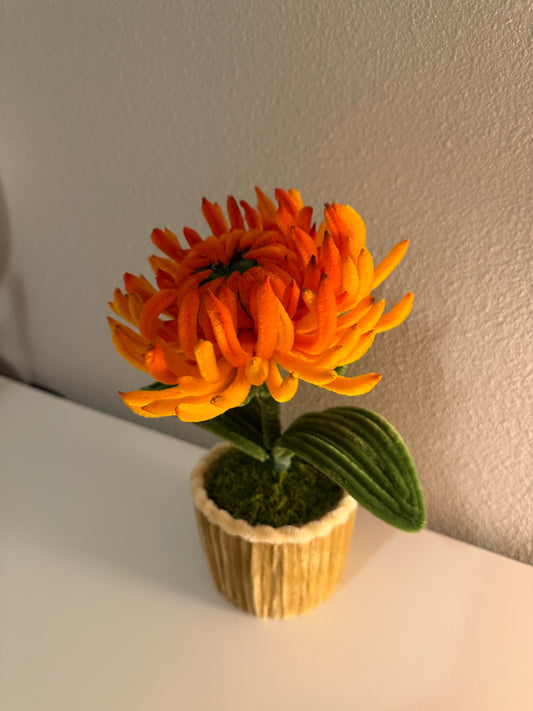 Orange Chrysanthemum Mini Pot