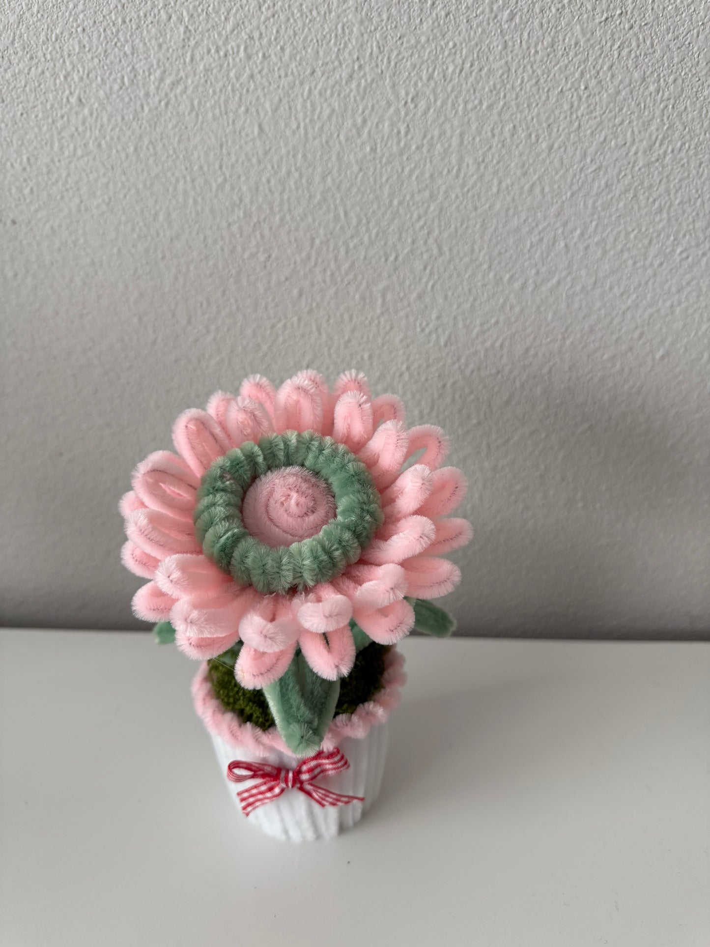 Mini Gerbera Daisy Pot
