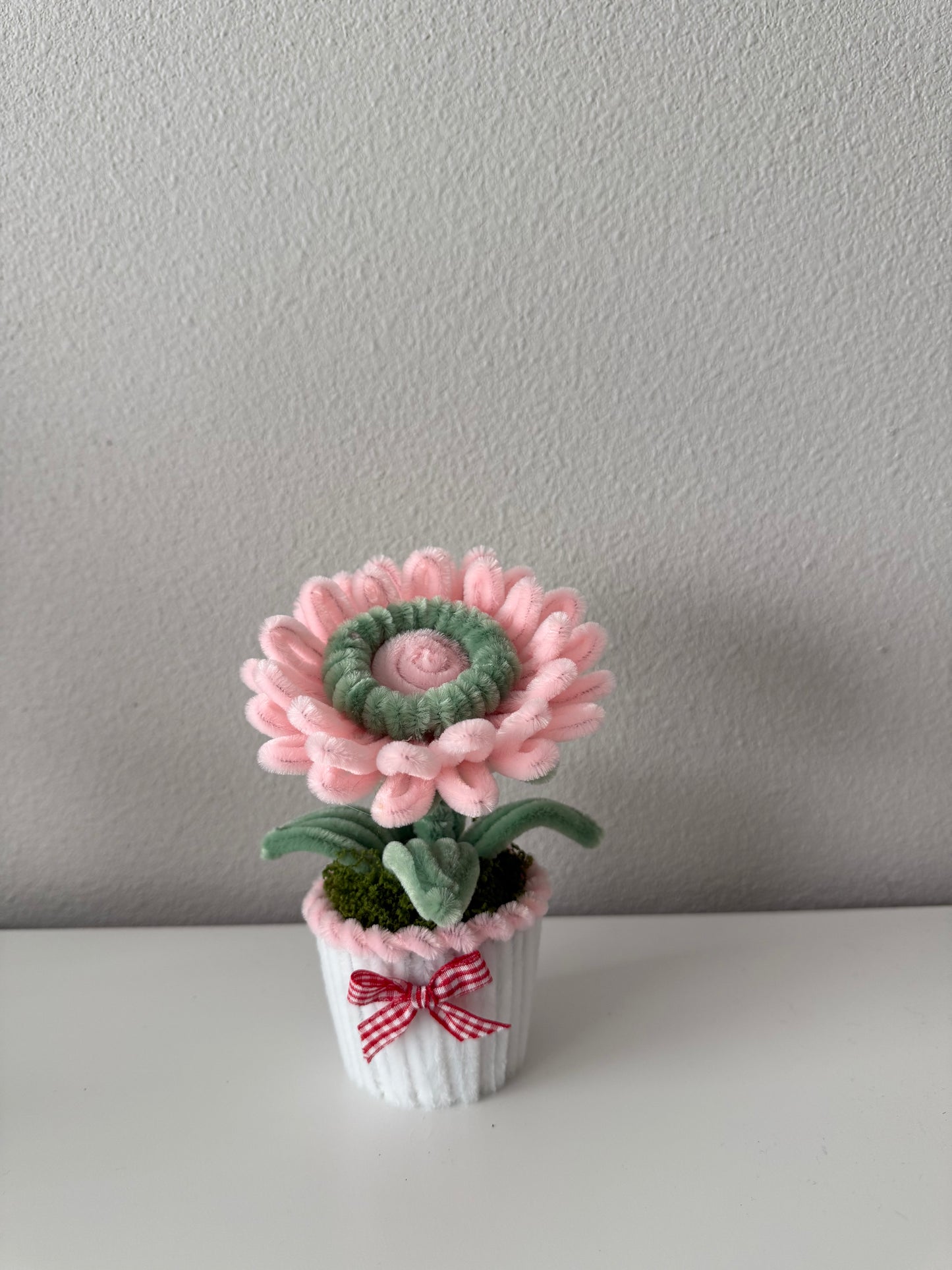Mini Gerbera Daisy Pot
