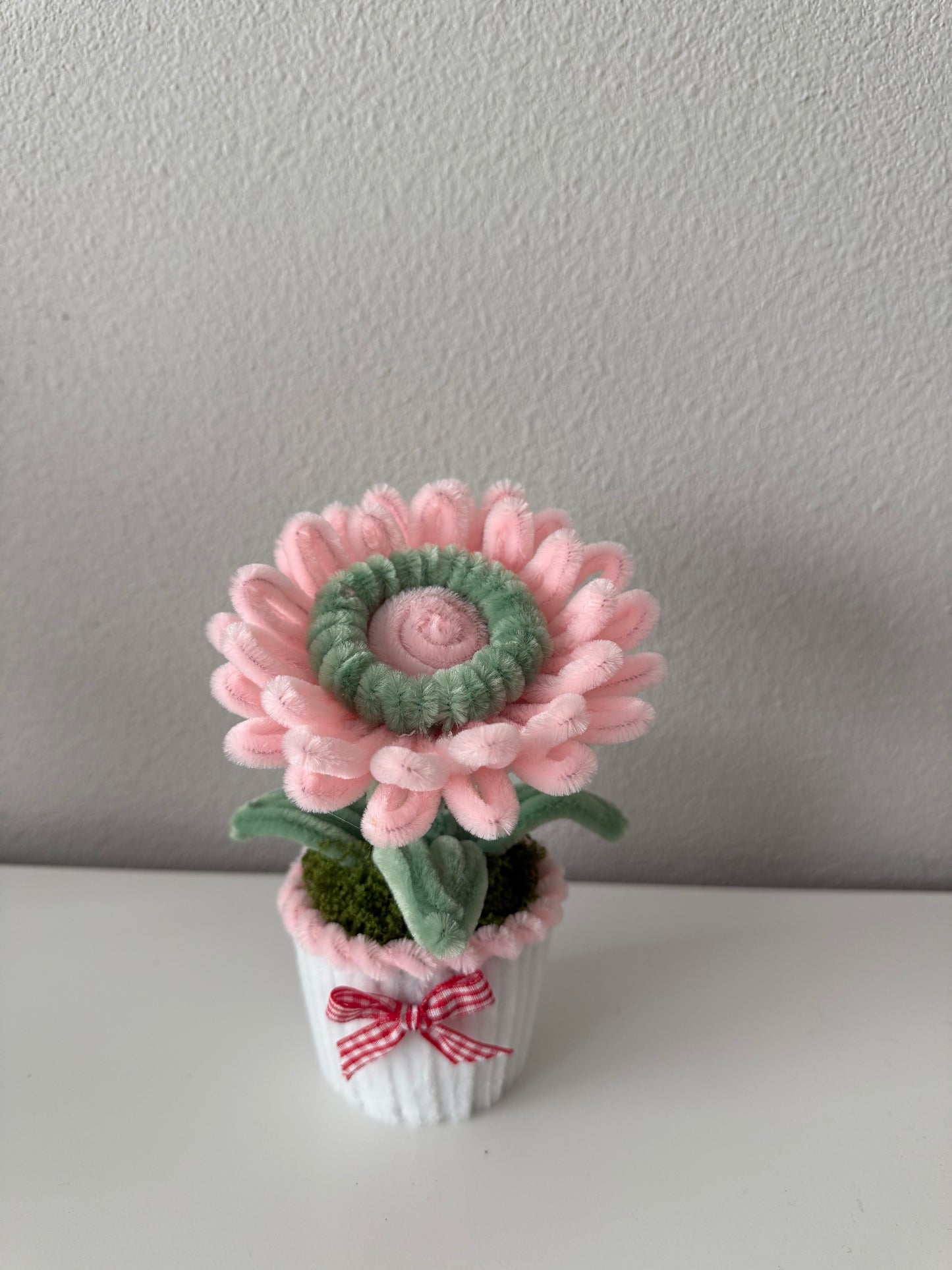 Mini Gerbera Daisy Pot