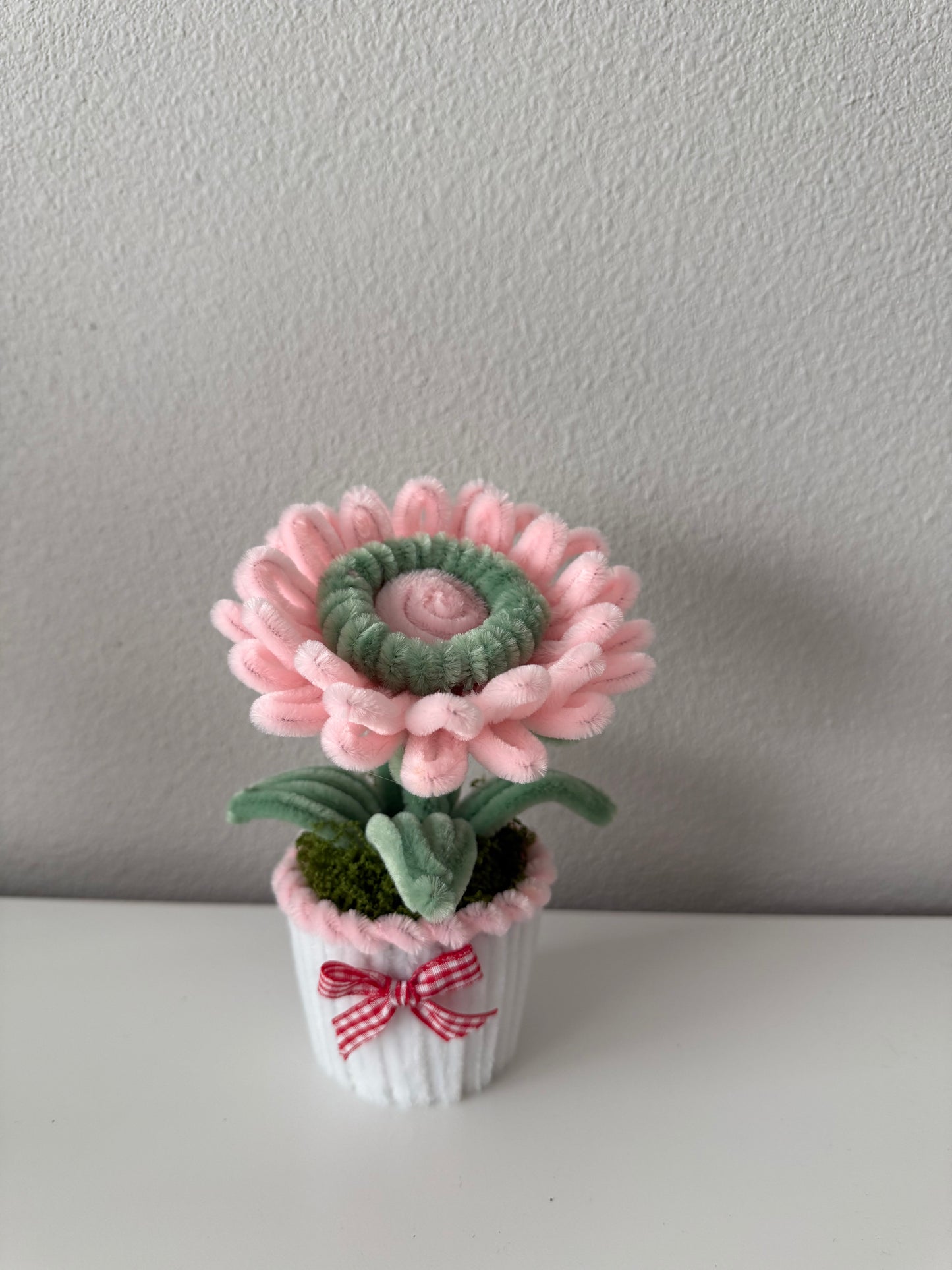 Mini Gerbera Daisy Pot