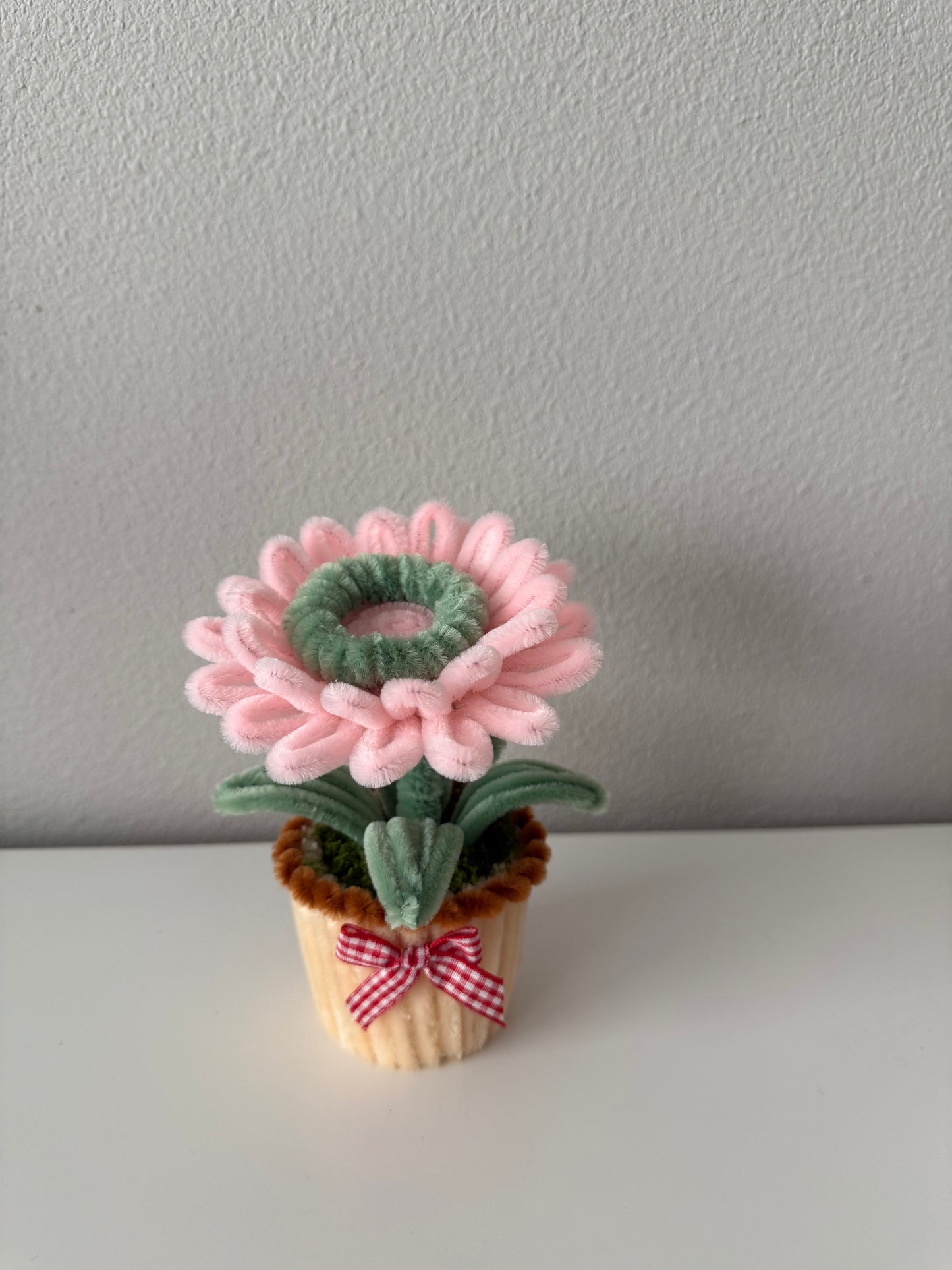 Mini Gerbera Daisy Pot